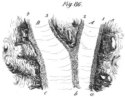 Glaciar desde arriba (De la Beche, 1852)