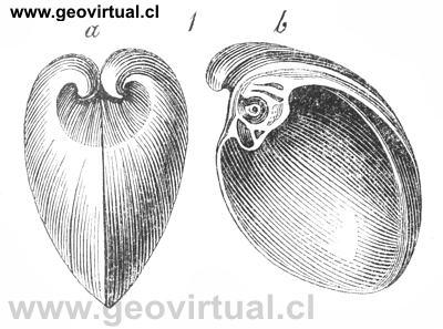 Lamelibranquio: Megalodon Cucculatus, de Burmeister