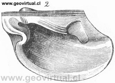 Pterinea laevi - lamelibranquio de Burmeister, 1851
