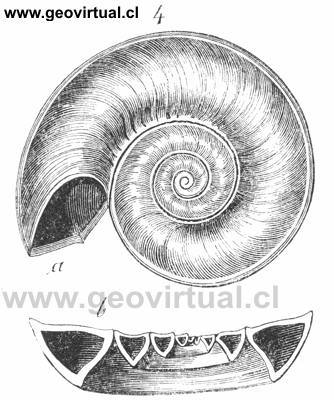 Gaster�podo: Euomphallus verneuillii de Burmeister (1851)