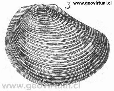 Lamelibranquio: Posidonia becheri de Burmeister, 1851