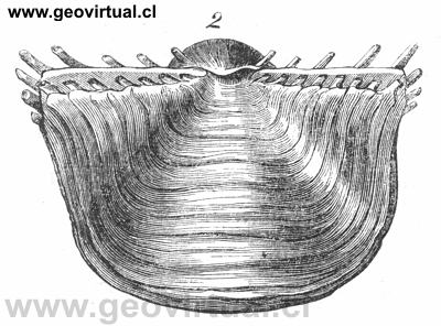 Braqui�podo: Productus aculeatus de H. Burmeister (1851)