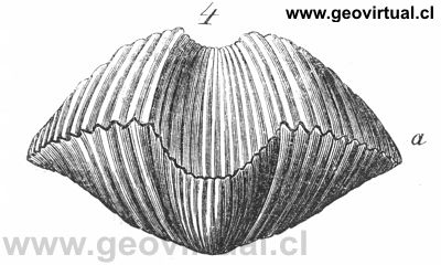 Braqui�podo: Spirifer aperturatus de Herman Burmeister (1851)