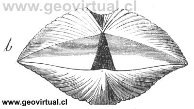 Braqui�podo: Spirifer aperturatus