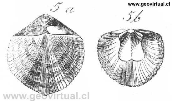 Braqui�podo: Orthis elegantula de Burmeister 1851