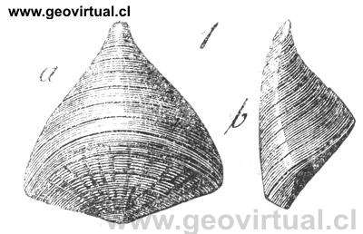 Calceola sandalica de H. Burmeister (1851)