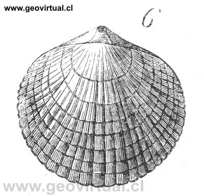 Braqui�podo: Terebratula prisca seg�n Hermann Burmeister 1851