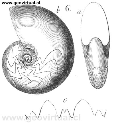 Goniatites Hoeningshausii de Hermann Burmeister, 1851