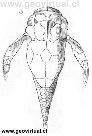 Pterichthys de Burmeister, 1851