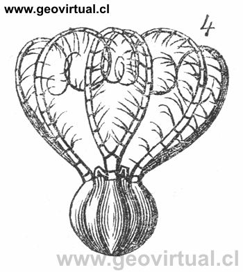Saccocoma pectinata de Burmeister 1851