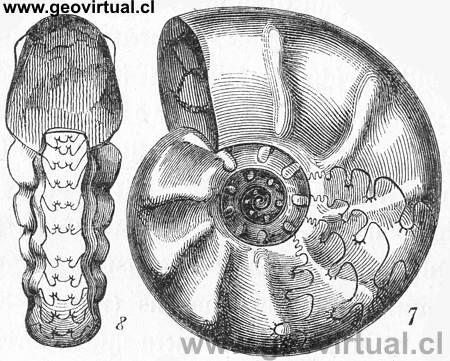 Ceratites Nodosus