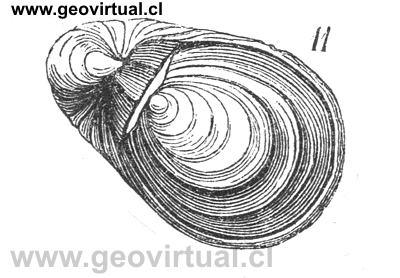 Gryphaea Arcuata seg�n Burmeister, 1851