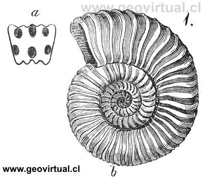 Arietites Bucklandi - Ammonites Bucklandi seg�n Burmeister, 1851