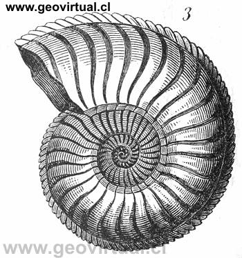 Amaltheus de Burmeister, 1851