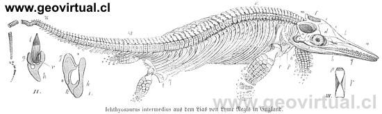 Ichthyosaurus intermedius