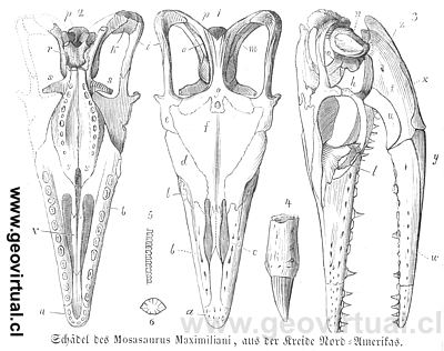 Mosasaurus Maximiliani de Burmeister, 1851