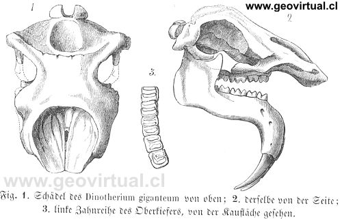 Dinotherium giganteum, seg�n Burmeister 1851