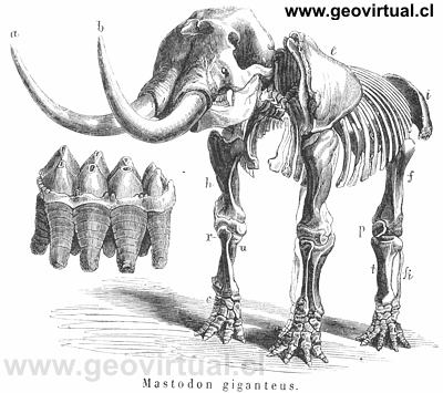 Mastodon giganteus de Burmeister, 1851