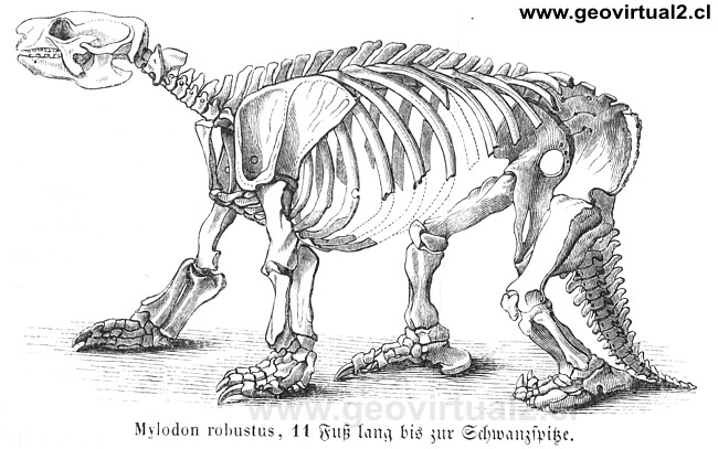 Mylodon robustos de Burmeister, 1851