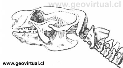Mylodon robustos detalle