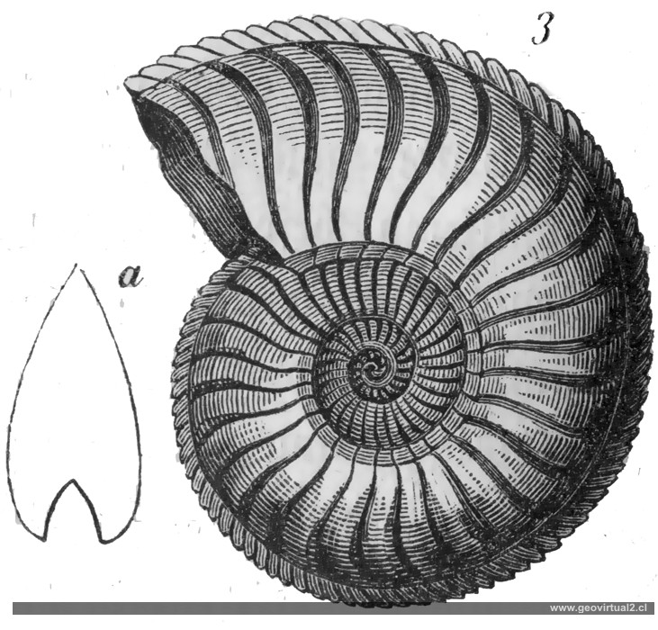 Amaltheus de Burmeister