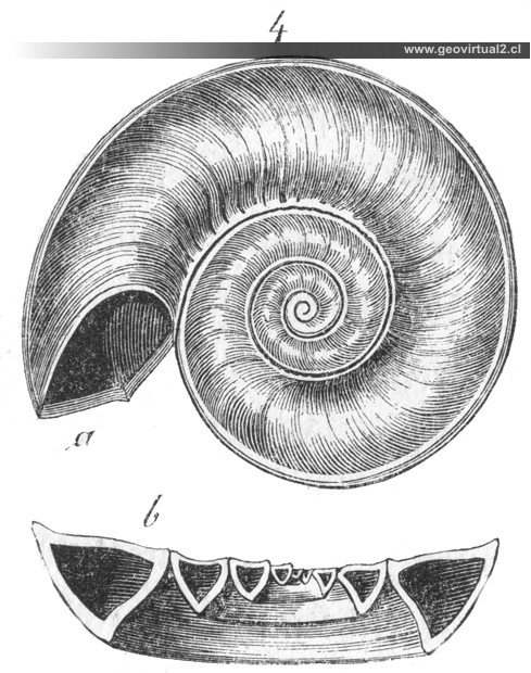 Euomphallus verneuillii