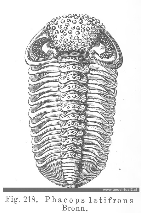 Phacops latifrons de Credner