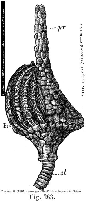 Actinocrinus de Credner, 1891