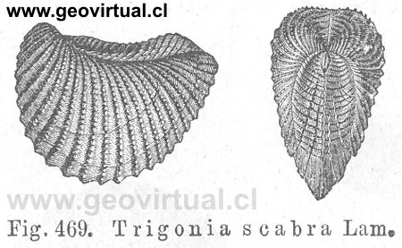 Trigonia scabra
