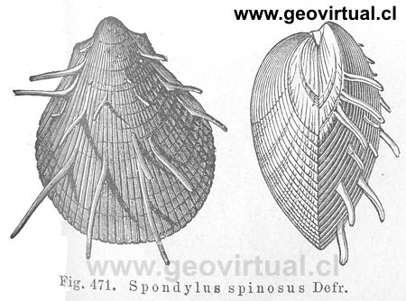 Hermann Credner (1891) Spondylus spinosus