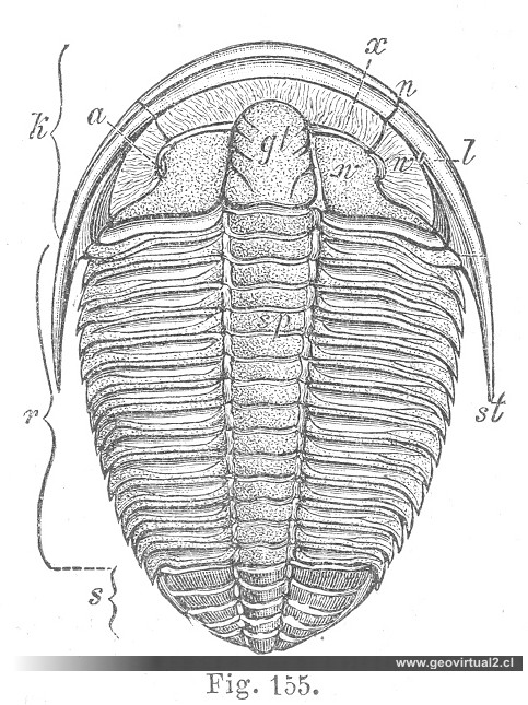 Conocorphyre striatus (Trilobite)