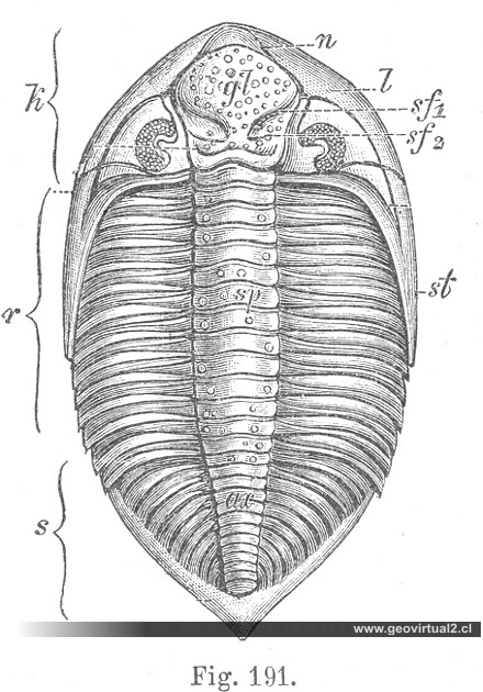 Dalmania caudata - trilobite