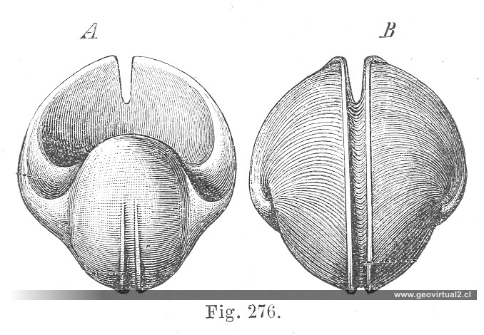 Credner Beleophon bicarenus