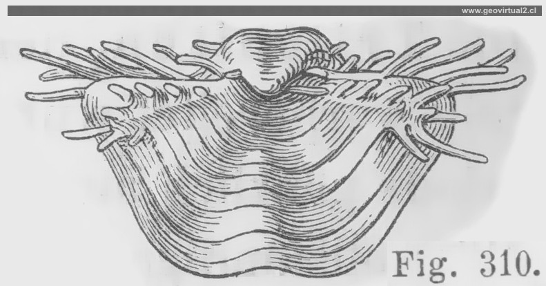 Productos horridus, Credner 1891