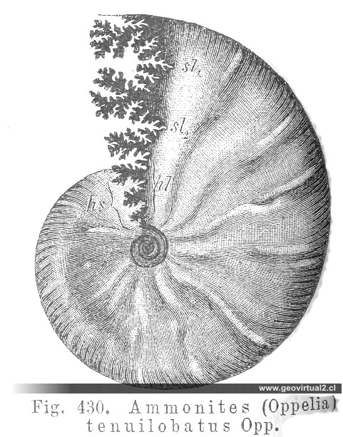 Oppelia tenuilobatus