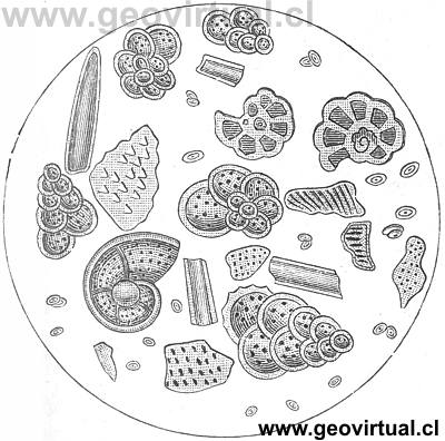 Microf�siles de Hermann Credner (1891): Textularia, Globigerina y Rotalia
