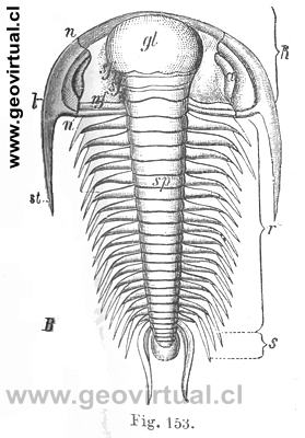 Paradoxides Bohemicos de Credner, 1891