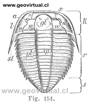 Olenus truncatus