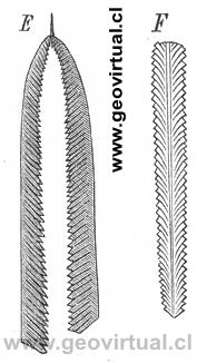 Graptolites (Credner, 1891)