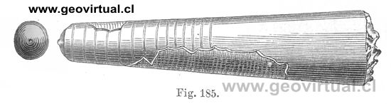 Orthoceras (Credner, 1891)