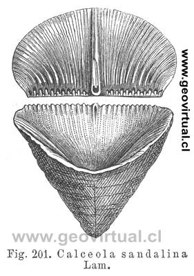 Calc�ola sandalina de Hermann Credner