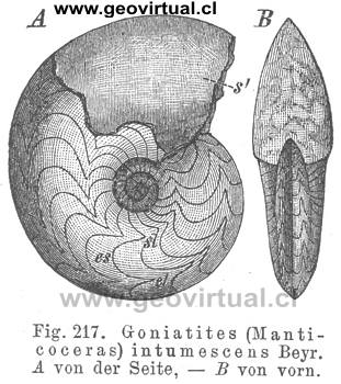 Goniatites (Manticoceras) intumescens