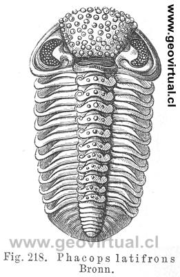 Trilobite: Phacops latifrons Bronn