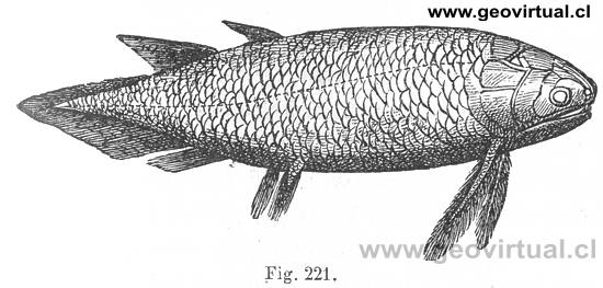 Holoptychius nobilissimus Agass. - Quastenflosser
