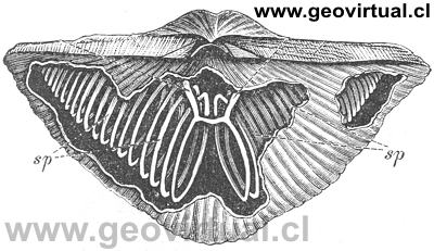 Spirifer striatus Sow. (Credner, 1891)