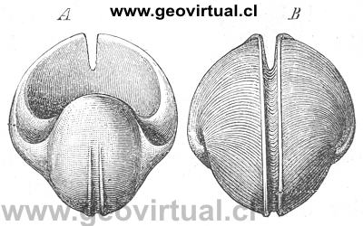 Beleophon bicarenus (Credner, 1891)