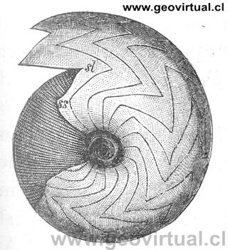 Goniatites spaericus de Hermann Credner