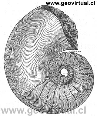 Nautilus cyclostomos de Credner, 1891