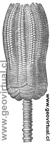 Encrinus Liliiformis Lam. (Credner, 1891)
