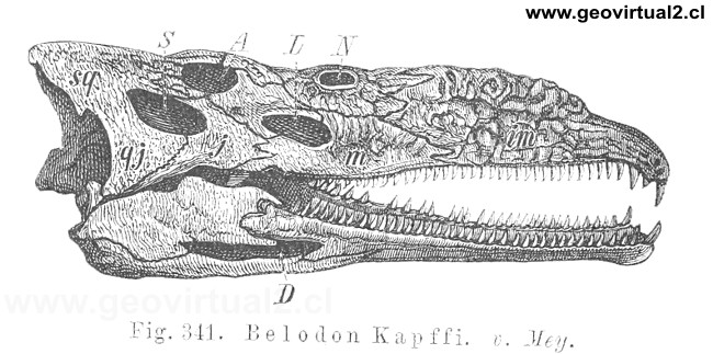 Belodon - Nicrosaurus de Credner, 1891